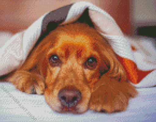 Cocker Dog With Blanket Diamond Paintings