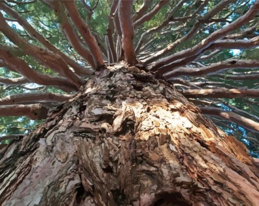 Giant Sequoia Tree Diamond Paintings