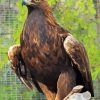 Golden Eagle Diamond Paintings