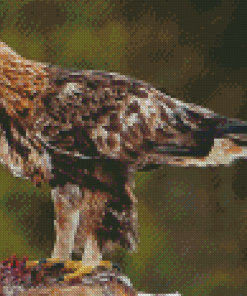 Adorable Golden Eagle Diamond Paintings