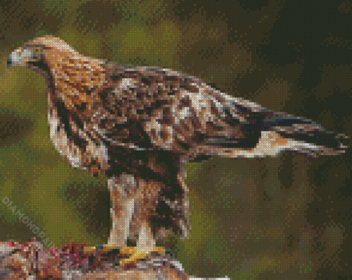 Adorable Golden Eagle Diamond Paintings