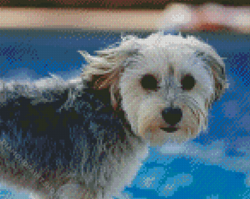 Morkie Dog Diamond Paintings