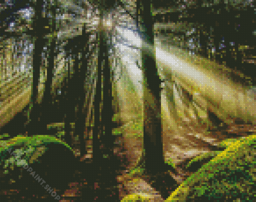 Trees Forest Light Diamond Paintings