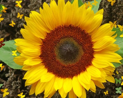 Butterfly Sunflower Diamond Paintings