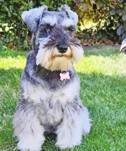 Cute Miniature Schnauzer Diamond Paintings