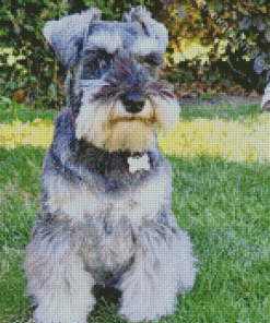 Cute Miniature Schnauzer Diamond Paintings