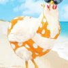 Chicken With Swimsuit At The Beach Diamond Paintings