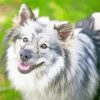 Keeshond Dog Animal Diamond Paintings