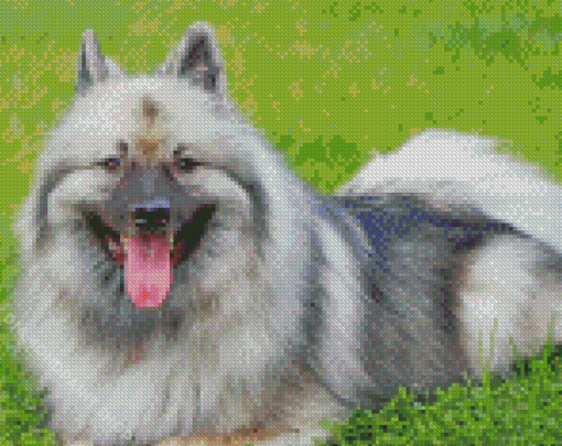 Keeshond Dog Diamond Paintings