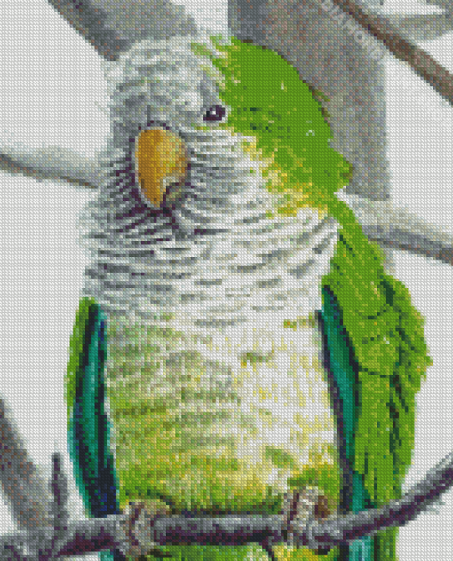 Quaker Parrot Diamond Paintings