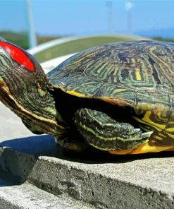 Red Eared Slider Diamond Paintings