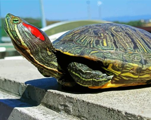 Red Eared Slider Diamond Paintings