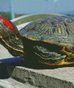 Red Eared Slider Diamond Paintings