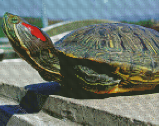 Red Eared Slider Diamond Paintings