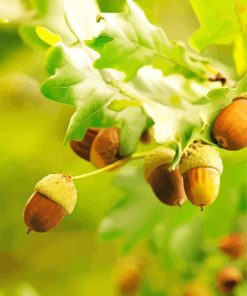 The Acorn Diamond Paintings