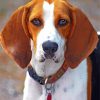 Treeing Walker Coonhound Diamond Paintings