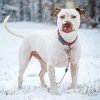 White Staffy Dog In Snow Diamond Paintings