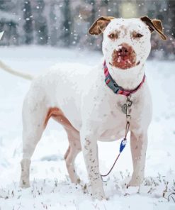 White Staffy Dog In Snow Diamond Paintings