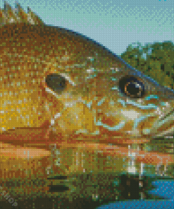 Aesthetic Bluegilll Fish Diamond Paintings