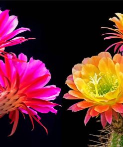 Aesthetic Pink And Yellow Flowers On Cactuses Diamond Paintings