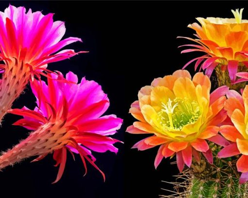 Aesthetic Pink And Yellow Flowers On Cactuses Diamond Paintings