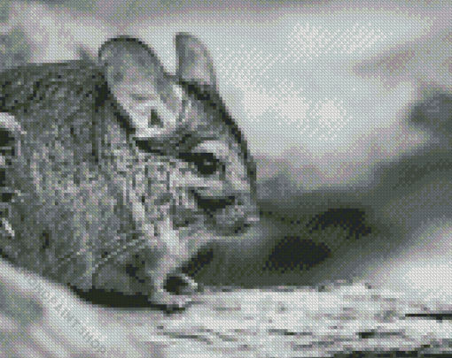 Black And White Chinchilla Diamond Paintings