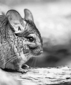 Black And White Chinchilla Diamond Paintings