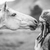 Black And White Native Horse Diamond Paintings