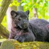 Black Jaguar Cub Diamond Paintings