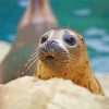 Cute Harbor Seal Diamond Paintings