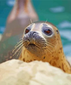 Cute Harbor Seal Diamond Paintings