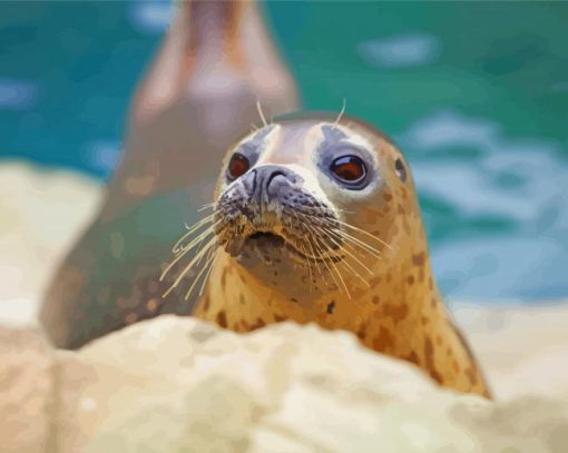 Cute Harbor Seal Diamond Paintings