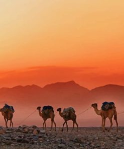 Ethiopian Desert Camels Diamond Paintings