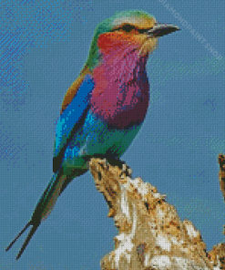 Lilac Breasted Roller Bird Diamond Paintings