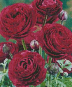 Purple Ranunculus Diamond Paintings