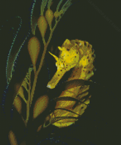 Seahorse With Giant Kelp Diamond Paintings