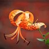 Tiger Lilies Diamond Paintings