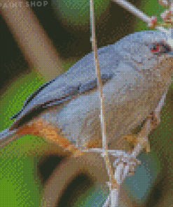 Abyssinian Catbird Diamond Paintings