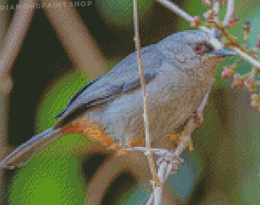 Abyssinian Catbird Diamond Paintings