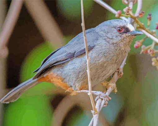 Abyssinian Catbird Diamond Paintings