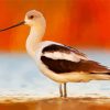 American Avocet Bird Diamond Paintings