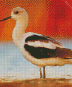 American Avocet Bird Diamond Paintings