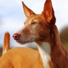 Close Up Podenco Dog Diamond Paintings