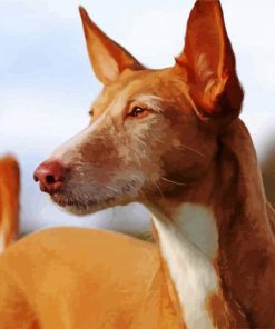 Close Up Podenco Dog Diamond Paintings