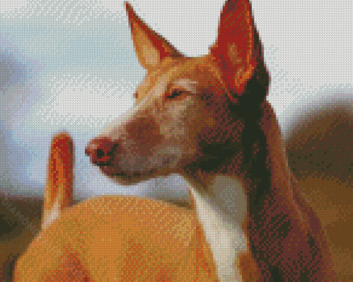 Close Up Podenco Dog Diamond Paintings