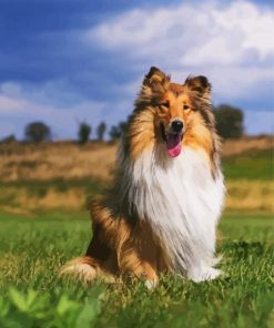 Cute Rough Collie Diamond Paintings