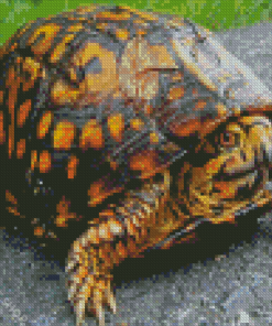 Eastern Box Turtle Diamond Paintings