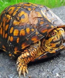 Eastern Box Turtle Diamond Paintings