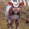 Shorthorn Calf Diamond Paintings