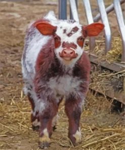 Shorthorn Calf Diamond Paintings